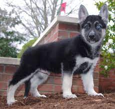 Gerberian Shepsky Pup Siberian Husky Husky Mix Shepsky Puppy