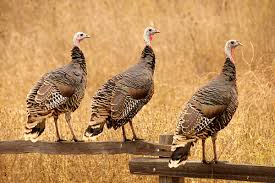 While wild turkeys only have one close relative, the. Turkeys Smart And Perhaps Beautiful Birds