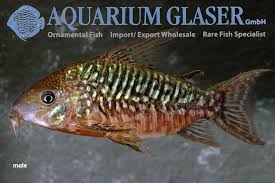Corydoras Pantanalensis Aquarium Glaser Gmbh Seltene Fische Susswasserfische Fische
