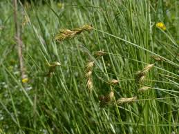 Image result for Scoparia