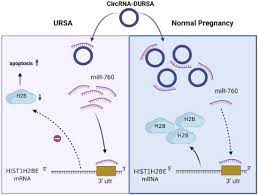 circRNA-DURSA regulates trophoblast apoptosis via miR-760-HIST1H2BE axis in  unexplained recurrent spontaneous abortion: Molecular Therapy - Nucleic  Acids