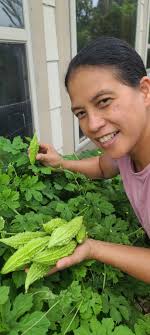Japanese ampalaya harvest in Texas
