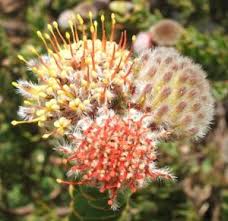 Image result for Leucospermum