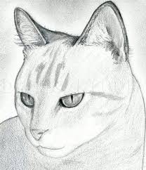Hand drawing tutorial, easy trick by alicjanai. How To Draw A Cat Head Draw A Realistic Cat Step By Step Drawing Guide By Finalprodigy Dragoart Com