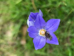 Image result for Wahlenbergia persimilis