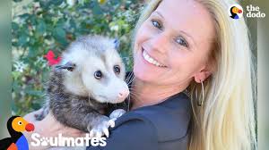 The orphaned baby should be brought to your nearest wildlife hospital or rehabilitator immediately. Woman S Soulmate Is A Possum Kricket The Dodo Soulmates Youtube