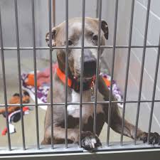 Adopt a pet from the aspca. 3 Sacramento Animal Shelters 1 Mission Inside Sacramento
