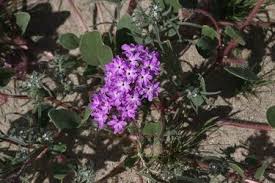 Image result for Vandellia subracemosa