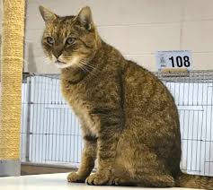 A scientific experiment has shown that if you keep. Fascinating Facts Cat Fur Colors And Patterns Life Cats