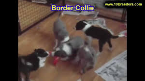 If you're searching for puppies oregon or dogs for sale portland, you'll find a lot of different sites in the search engine results. Border Collie Puppies For Sale In Gresham Oregon County Or Multnomah Washington Clackamas Youtube