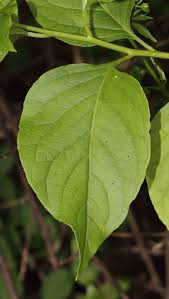 Image result for Blepharispermum