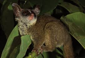 Image result for Lettowianthus stellatus