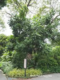 Image result for Aphanamixis