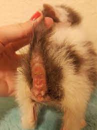 Urine Scald Kitten Lady