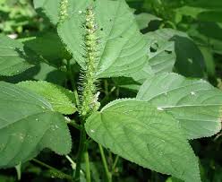 Image result for Acalypha segetalis