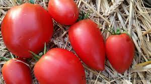 It performs better when staked. Https Xn Tomaten Und Anderes Gemse 1wc De Amish Paste Tomate