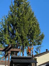 Most errands require a car. Ridge Meadows Tree Service Opening Hours 12351 203 St Maple Ridge Bc