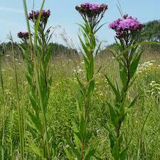 Image result for Vernonia undulata