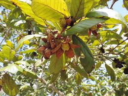 Image result for Monotes dasyanthus