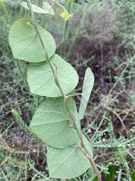 Image result for Stephania abyssinica