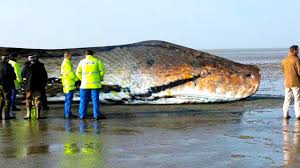 Chinezii au creat o enzima magica permitand recolte in orice anotimp si sol. Uimitor Top 7 Cei Mai Mari Serpi Din Istorie Youtube