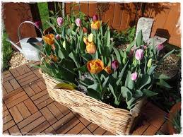 Bunte Tulpenpracht Auf Der Gartenterrasse Garten Blumenbeet Blumenbeet Anlegen