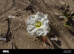 Image result for Ipomoea stolonifera