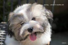 Strive to breed for dogs that conform to the akc's havanese standard. Havanese Breeders In California Top 6 Picks 2021 We Love Doodles