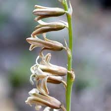 Image result for Dipcadi brevifolium