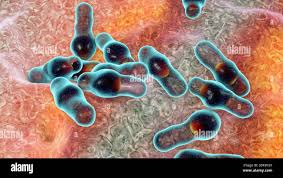 Image result for Clostridium