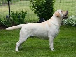 See more ideas about labrador, english labrador, lab puppies. Devonshire Labradors English Labrador Retriever Breeder In Portland Oregon Englishlabrador English Lab Puppies Labrador Labrador Retriever