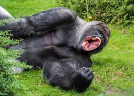 Pin On Art Animal Reference