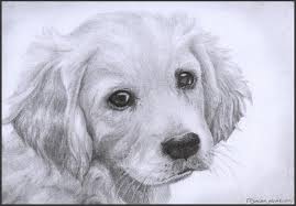 Another free animals for beginners step by step drawing video tutorial. Golden Retriever Puppy By Wiccansoul On Deviantart