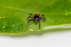 However, you should not rely on spraying to reduce your risk of infection. The Best Tick Repellent For Yard How I Get Rid Of