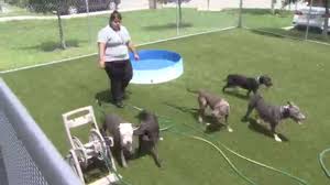 You'll have 24 hours to find a pet that matches your personality! Miami Dade Animal Shelter Seeking Public S Help To Save More Animals Wsvn 7news Miami News Weather Sports Fort Lauderdale