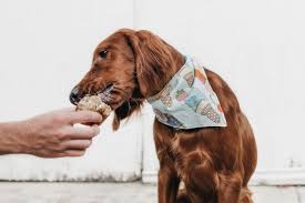 Es befestigt sich leicht am bund ihrer hose dank seines geringen. Hundehalter Haben Ein Ahnliches Diabetes Risiko Wie Ihre Hunde