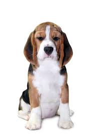 Forgot one good name for a good name for a beagle is river and is 7 months old and it's one of the cutest puppy and can be a handful. Female Beagle Names Find Unique Names For Your Girl