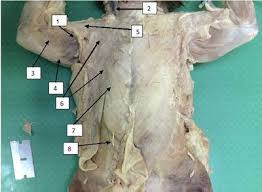 Our online muscle anatomy trivia quizzes can be adapted to suit your requirements for taking some of the top muscle anatomy quizzes. Changing The Way You Learn Quiz