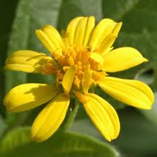 Image result for Lipotriche marlothiana