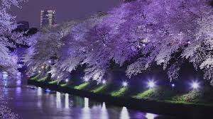 Night cherry blossom illumination yozakura in Japan with pink sakura trees lit by traditional Japanese lanterns reflecting on pond water