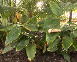Image result for Dracaena camerooniana