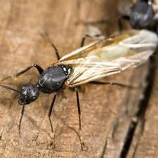 If you suspect the carpenter ants are entering from an outdoor location, try a perimeter treatment with a liquid bait such as use advance carpenter ant bait and maxforce ant bait gel near places where you see carpenter ant activity. Home Remedies To Get Rid Of Ants Hunker Ant Pest Control Ant Control Termite Control