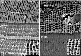 Moreover, xylem and phloem constitute vascular bundles when they are together. Is Desiccation Tolerance And Avoidance Reflected In Xylem And Phloem Anatomy Of Two Coexisting Arid Zone Coniferous Trees Sevanto 2018 Plant Cell Amp Environment Wiley Online Library