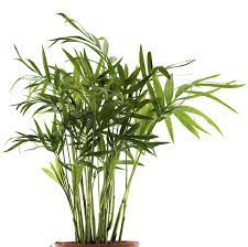 They are ideal houseplants and are easy to grow. Growing Palms Indoors Learn About Bamboo Palm Care