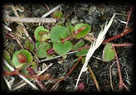 Image result for Phyllanthus macranthus