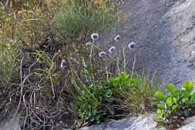 Image result for Argyrolobium rupestre