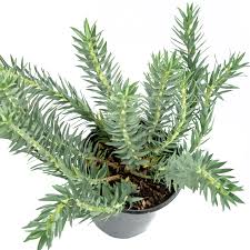 Image result for Euphorbia ugandensis