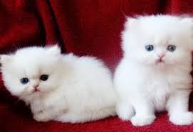 Enter your email address to receive alerts when we have new listings available for white kittens for sale. View Small White Persian Cat Png Cute Siberian Kittens
