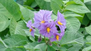 Maybe you would like to learn more about one of these? Potato Flowers Fruits Seeds Breeding Allotment Gardens