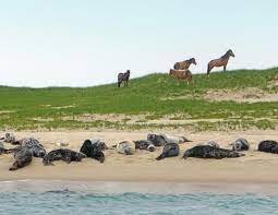 Mystery Of Sable Island S Growing Wild Horse Population Horse Journals
